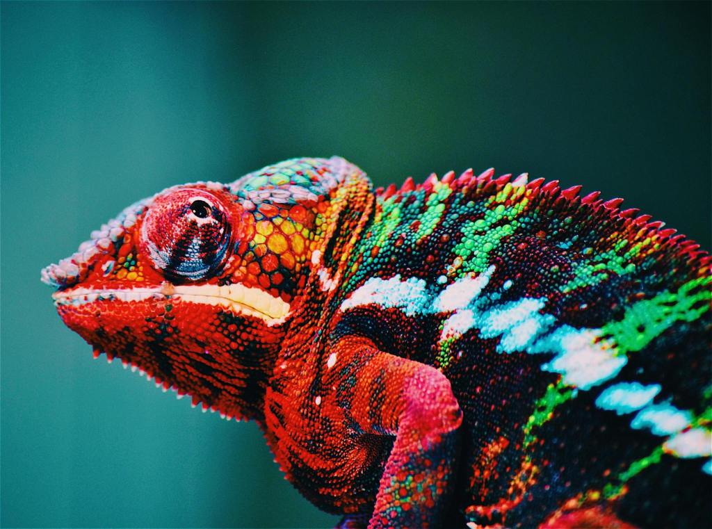 Are You a&nbsp;Chameleon?