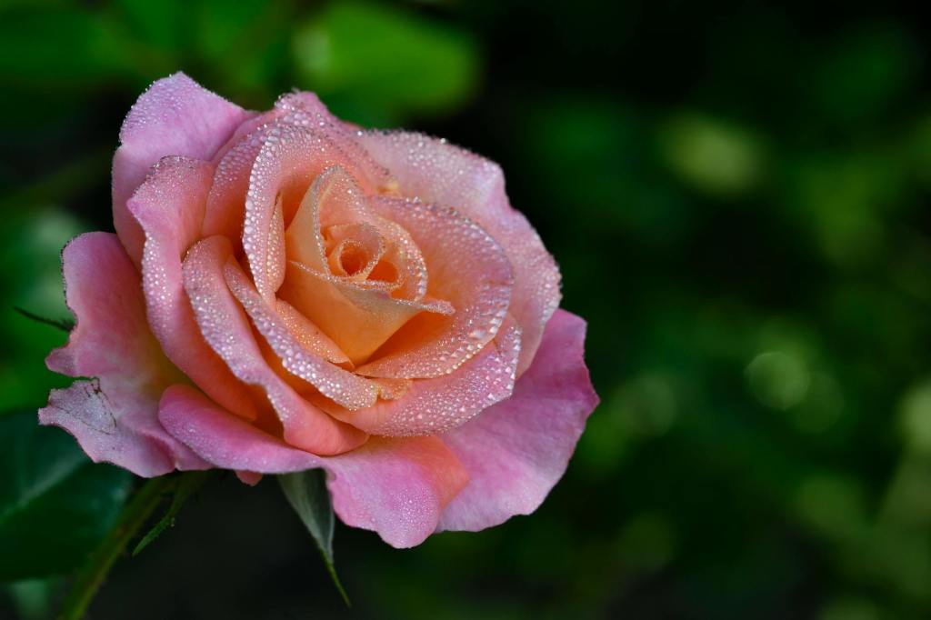 Content to be Single